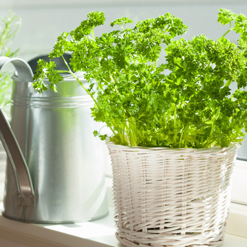 Parsley – Kitchen Garden Blend