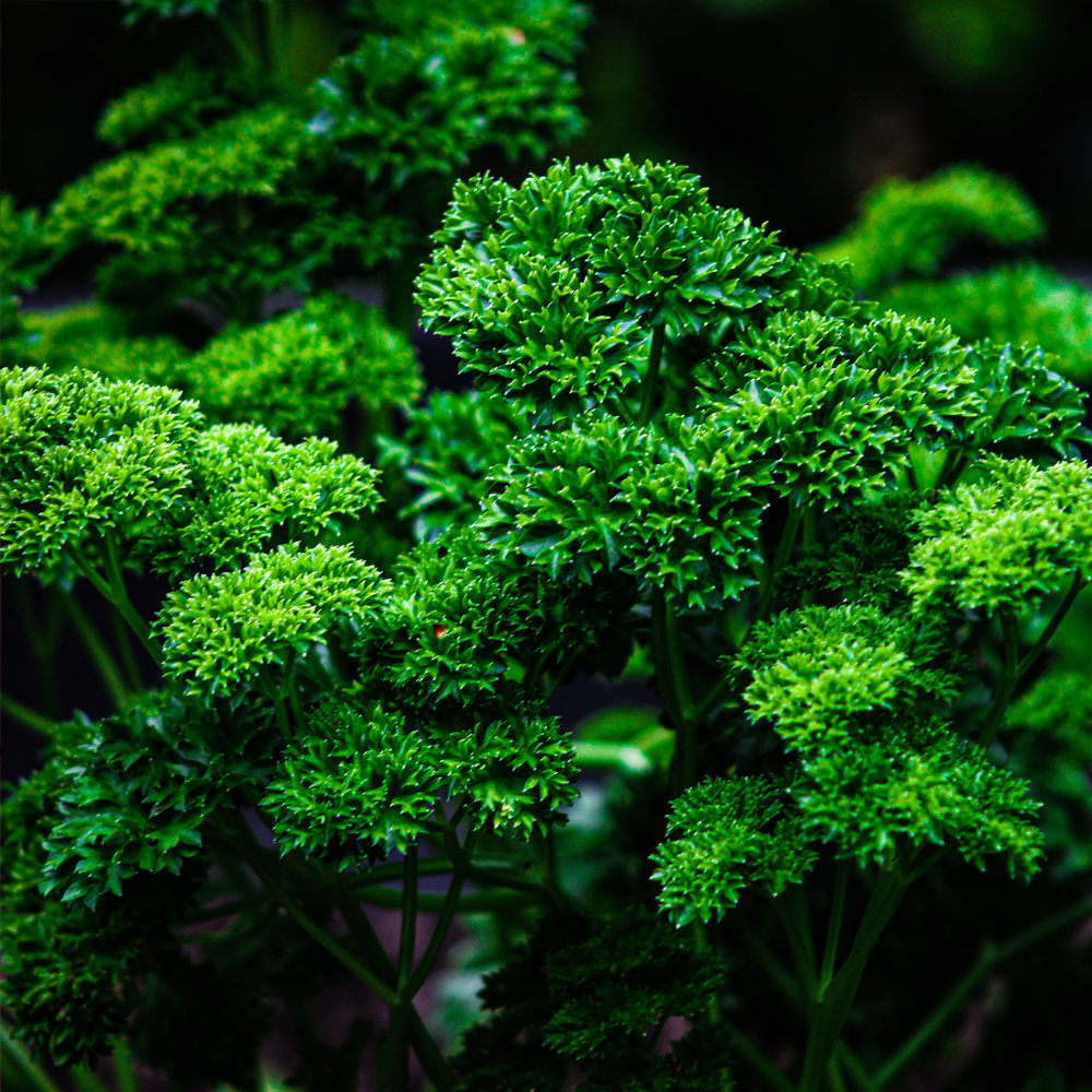 Parsley – Moss Curled