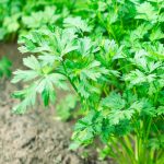 Parsley - Plain or Single (100-120 Seeds)