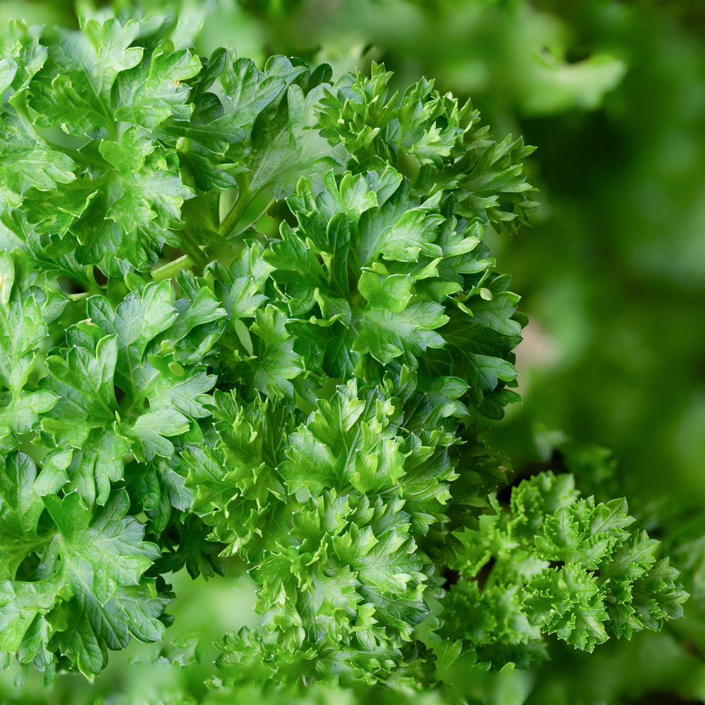 Parsley – Triple Moss Curled