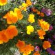 Poppy - California - Mission Bells (100-120 Seeds)