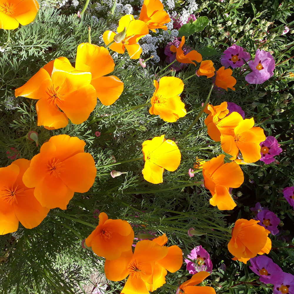 Poppy – California – Mission Bells