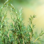 Rosemary (15-20 Seeds)