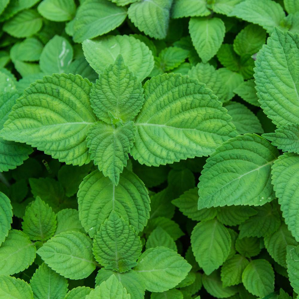 Shiso Herb (Perilla) – Green