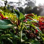 Shiso Herb (Perilla) - Korean (60-80 Seeds)
