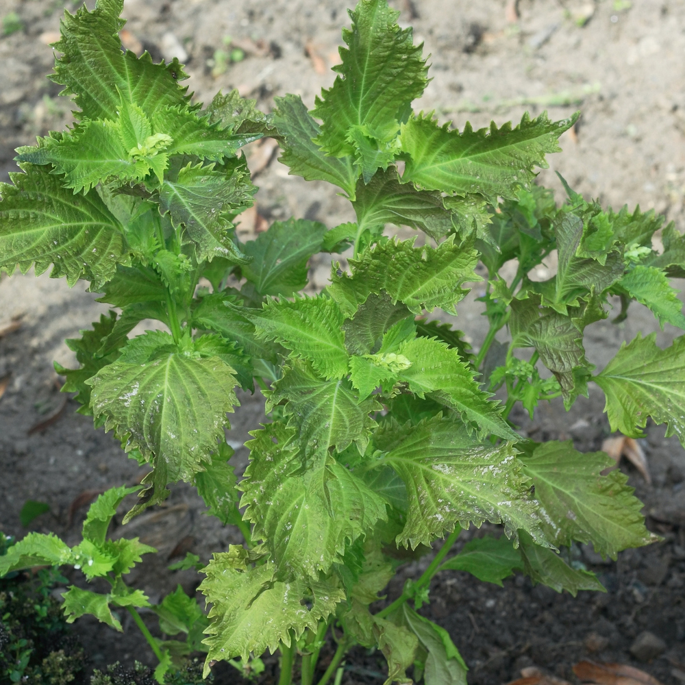 Shiso Herb (Perilla) – Ohba