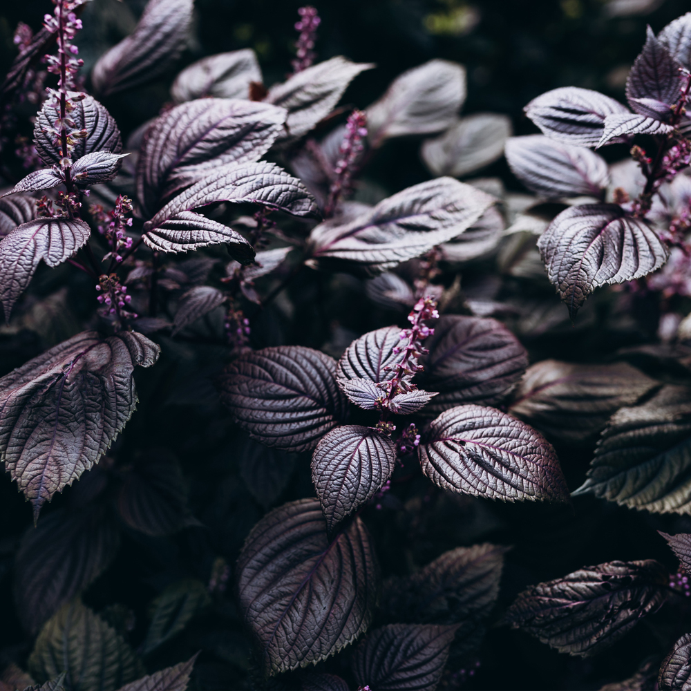 Shiso Herb (Perilla) – Purple (Red)