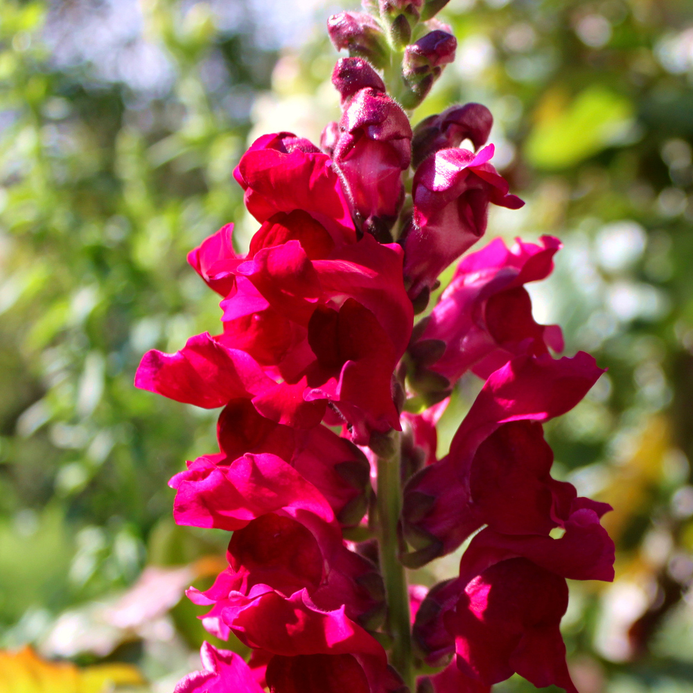 Snapdragon – Floral Showers