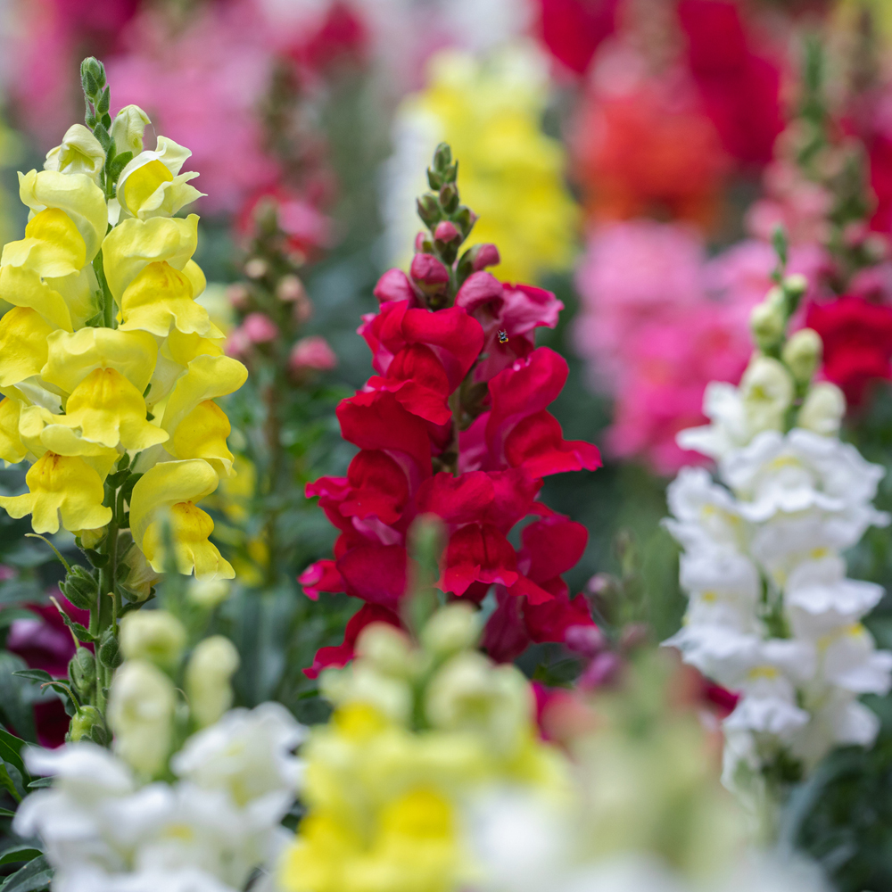 Snapdragon – Liberty Classic Mix