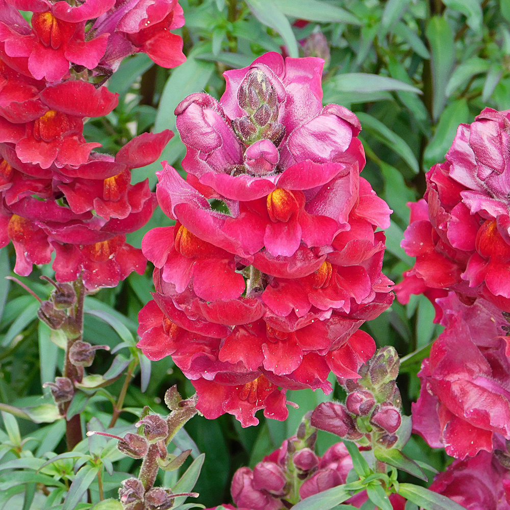 Snapdragon – Sonnet