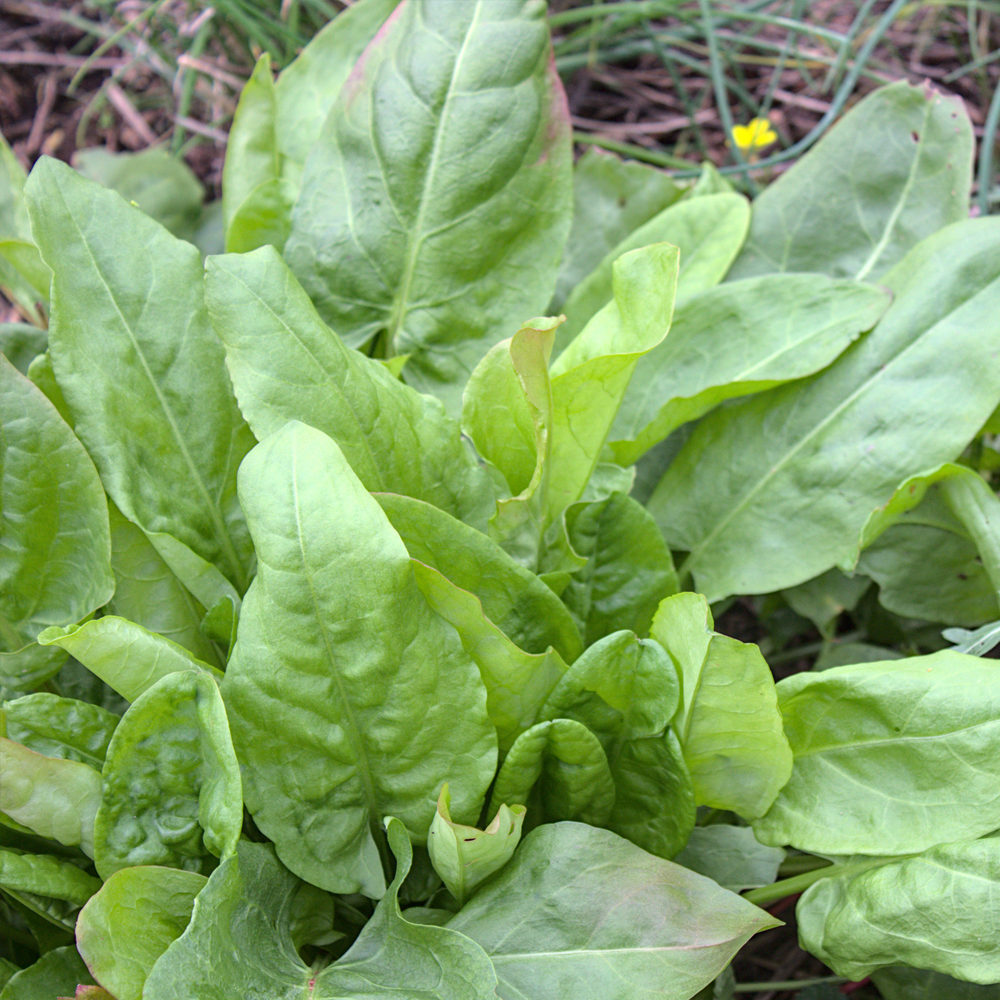 Sorrel – Garden