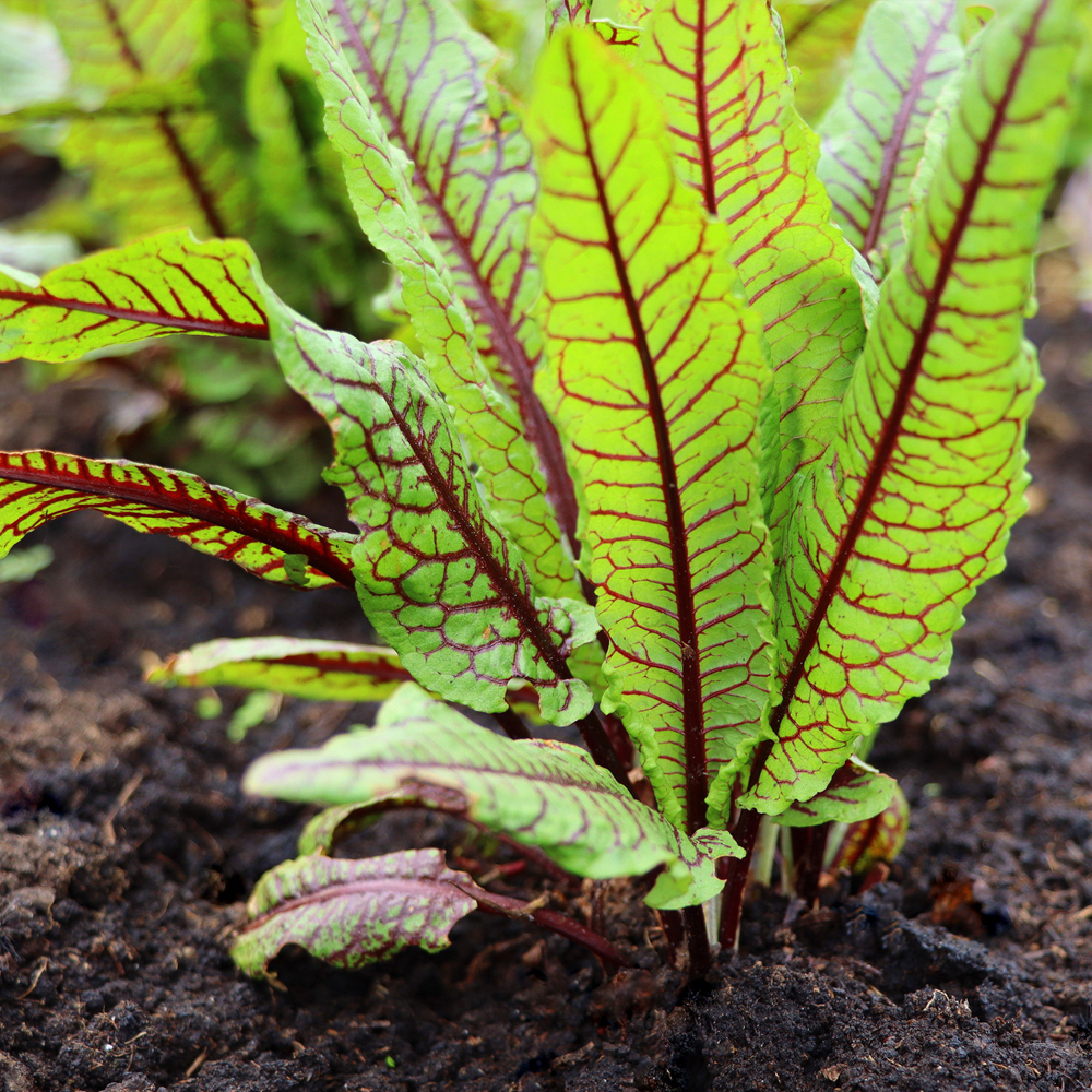 Sorrel – Red Veined