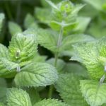 Spearmint  (30-40 Seeds)