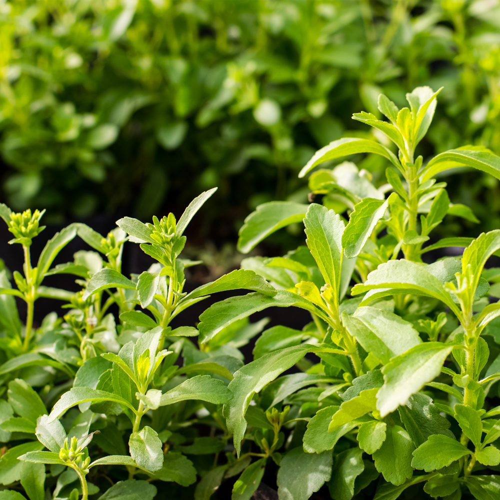 Stevia – Sweet Herb