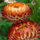 Strawflower - Tall Double Mix  (200-240 Seeds)