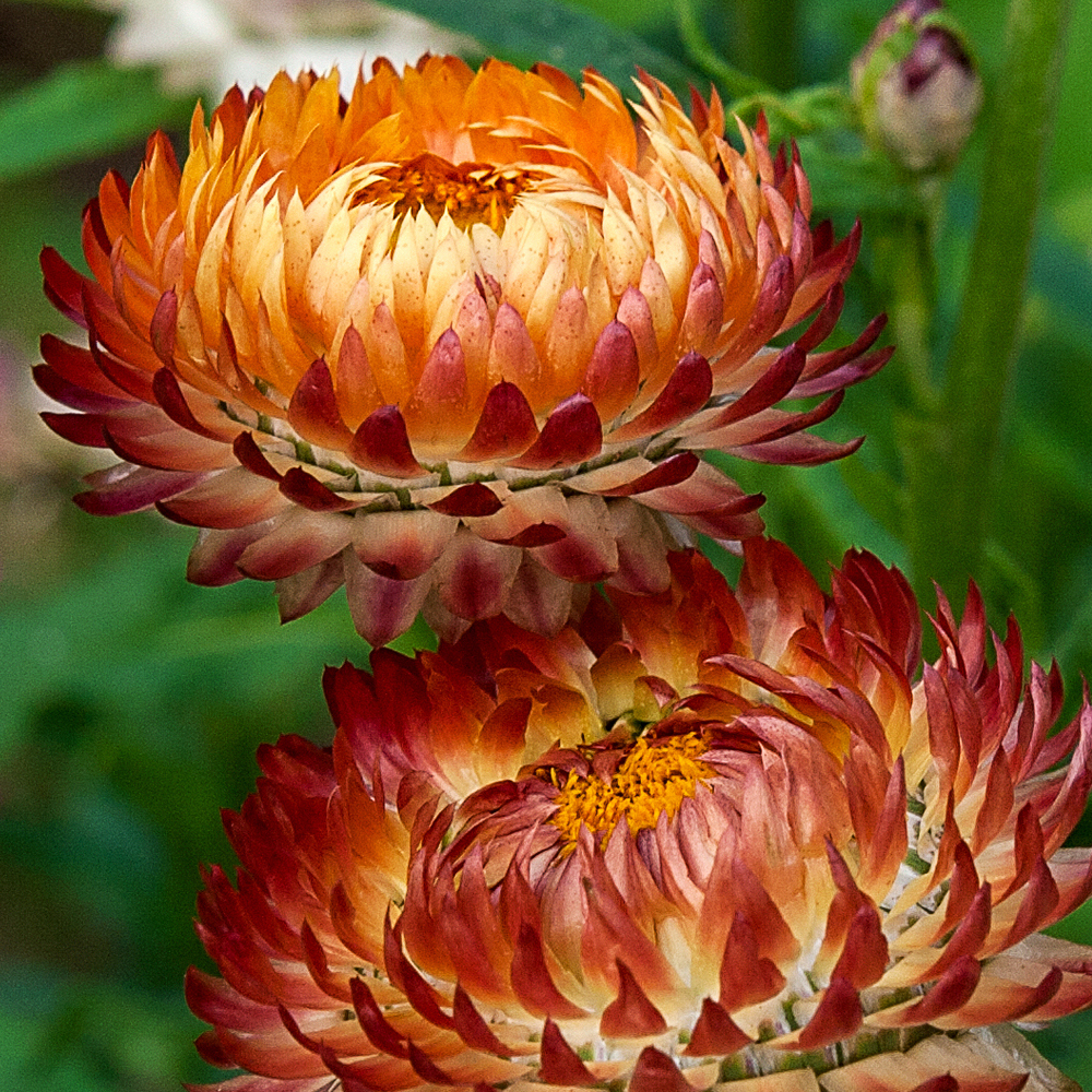 Strawflower – Tall Double Mix