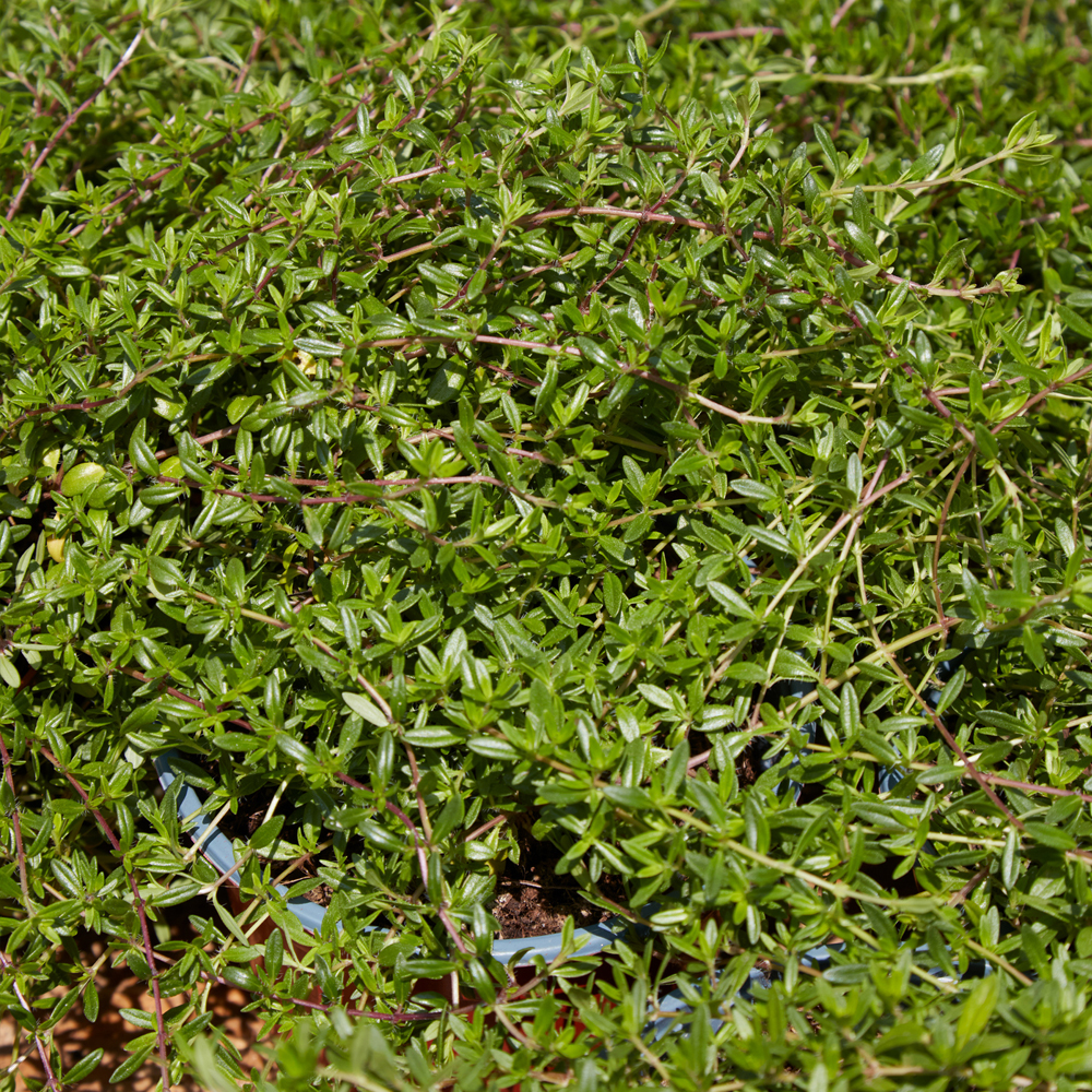 Summer Savory Seeds