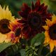 Sunflower - All Sorts Mixture  (20-25 Seeds)