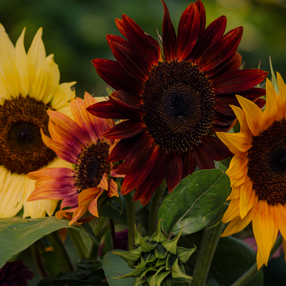 Sunflower – All Sorts Mixture