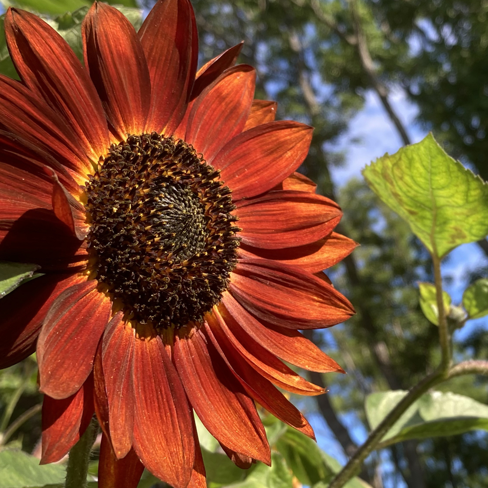 Sunflower – Autumn Beauty Mix