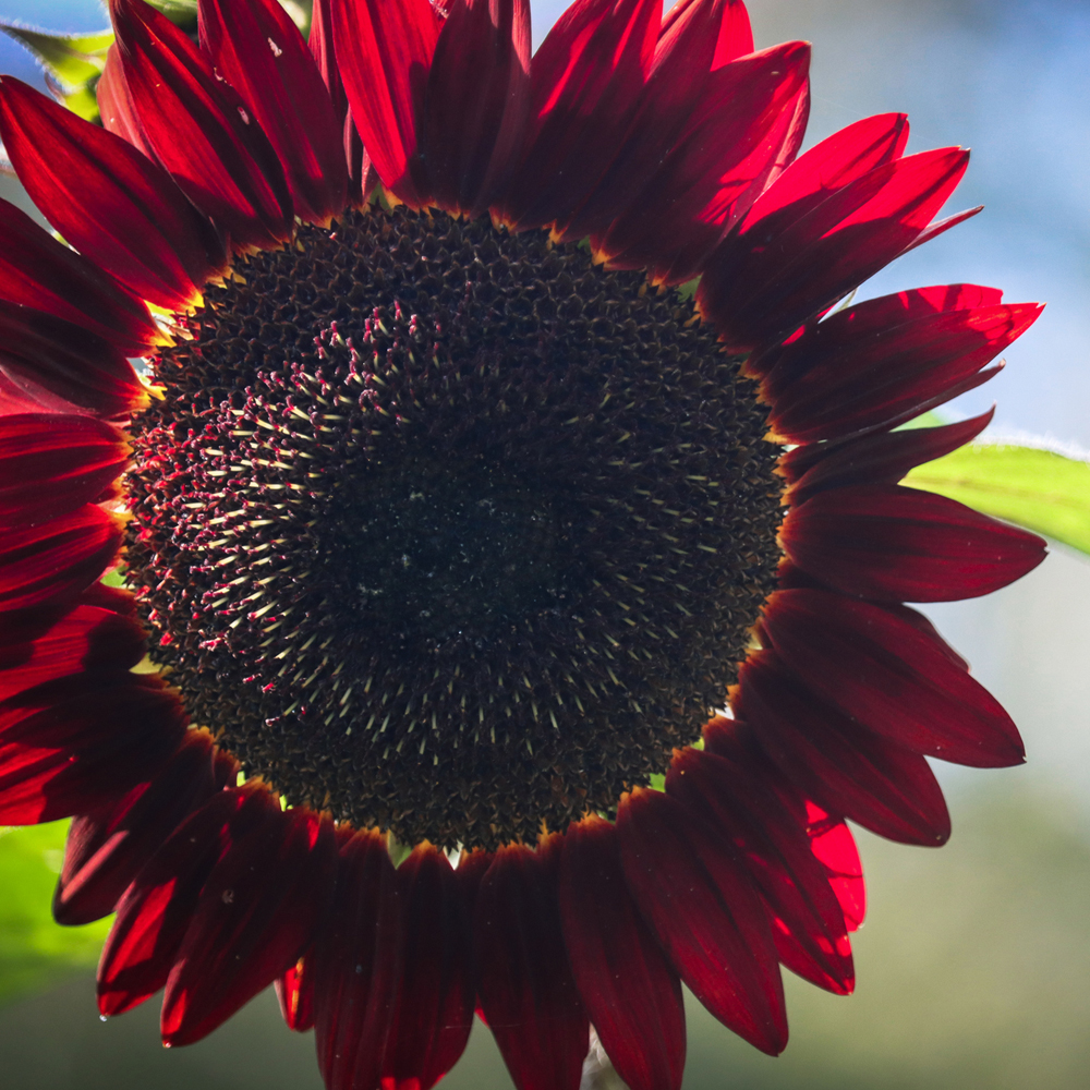 Sunflower – Chocolate Cherry