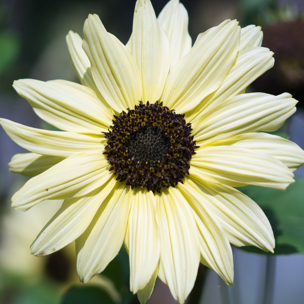 Sunflower – Italian White