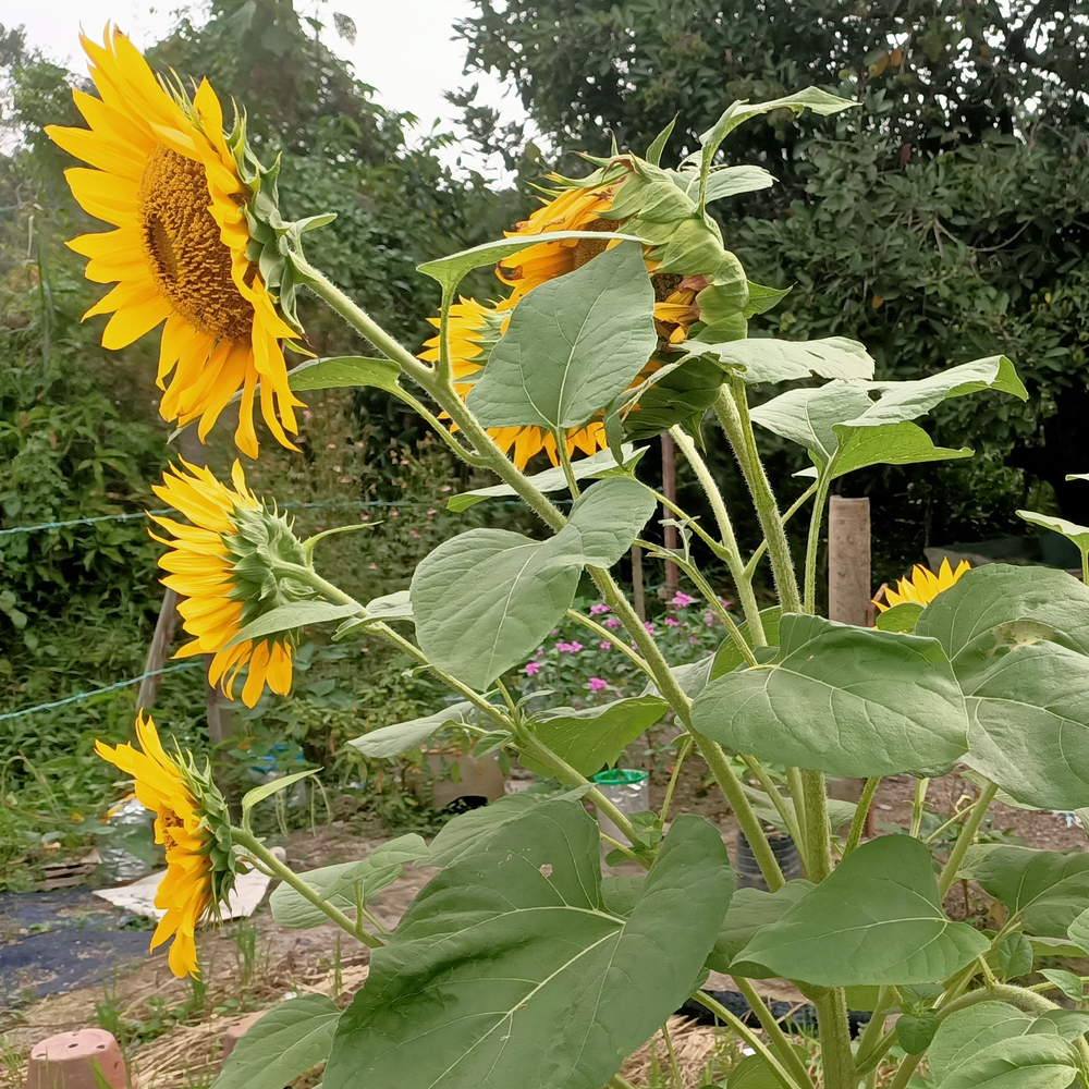 Sunflower – Mammoth Grey Stripe