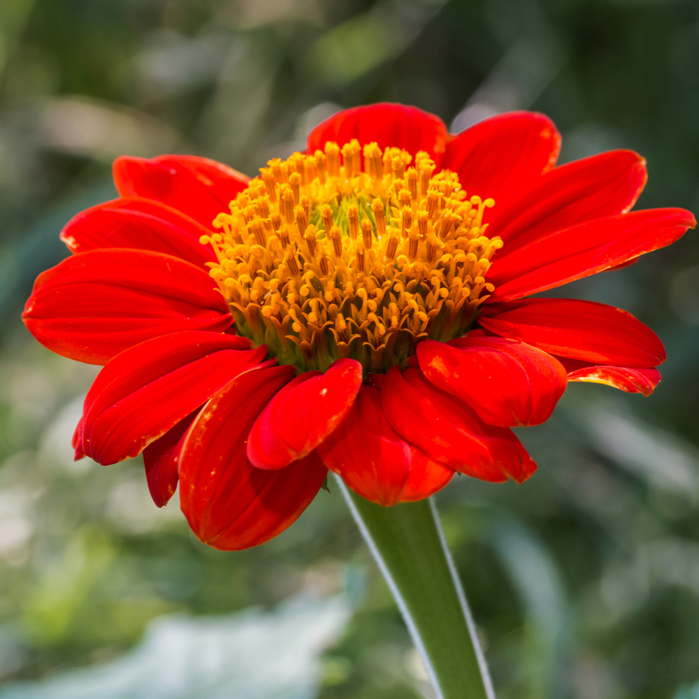 Sunflower – Mexican