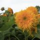 Sunflower - Sungold Dwarf  (40-50 Seeds)