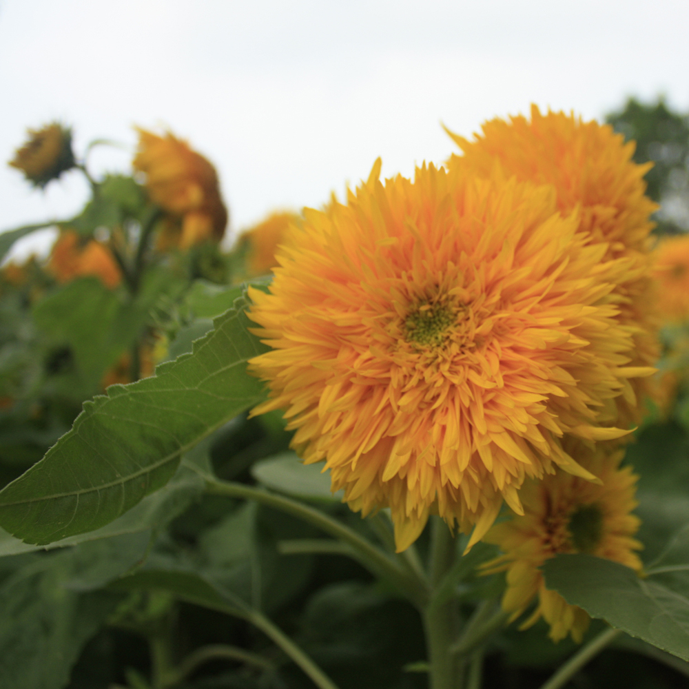 Sunflower – Sungold Dwarf