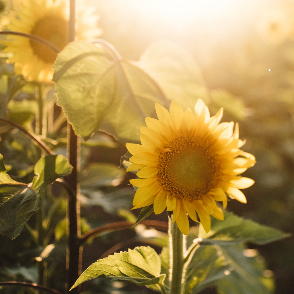 Sunflower – Sunspot