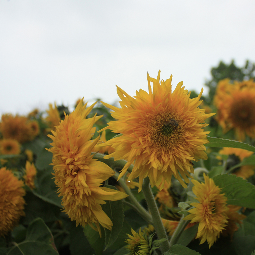 Sunflower – Teddy Bear