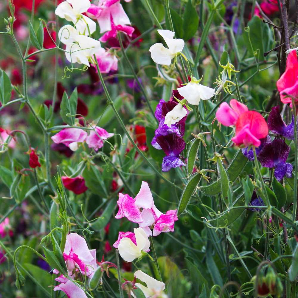 Sweet Pea – Knee High Mixture