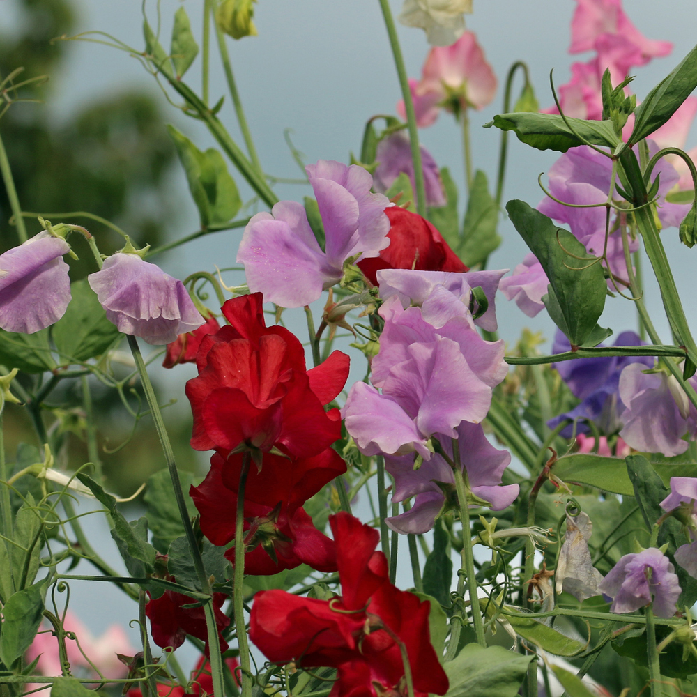 Sweet Pea – Royal Family Mixture