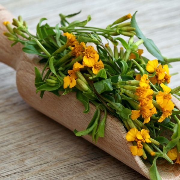 Tarragon - Mexican