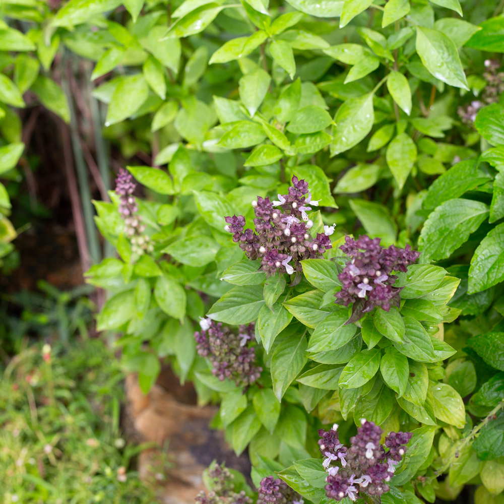 Thai Basil – Siam Queen