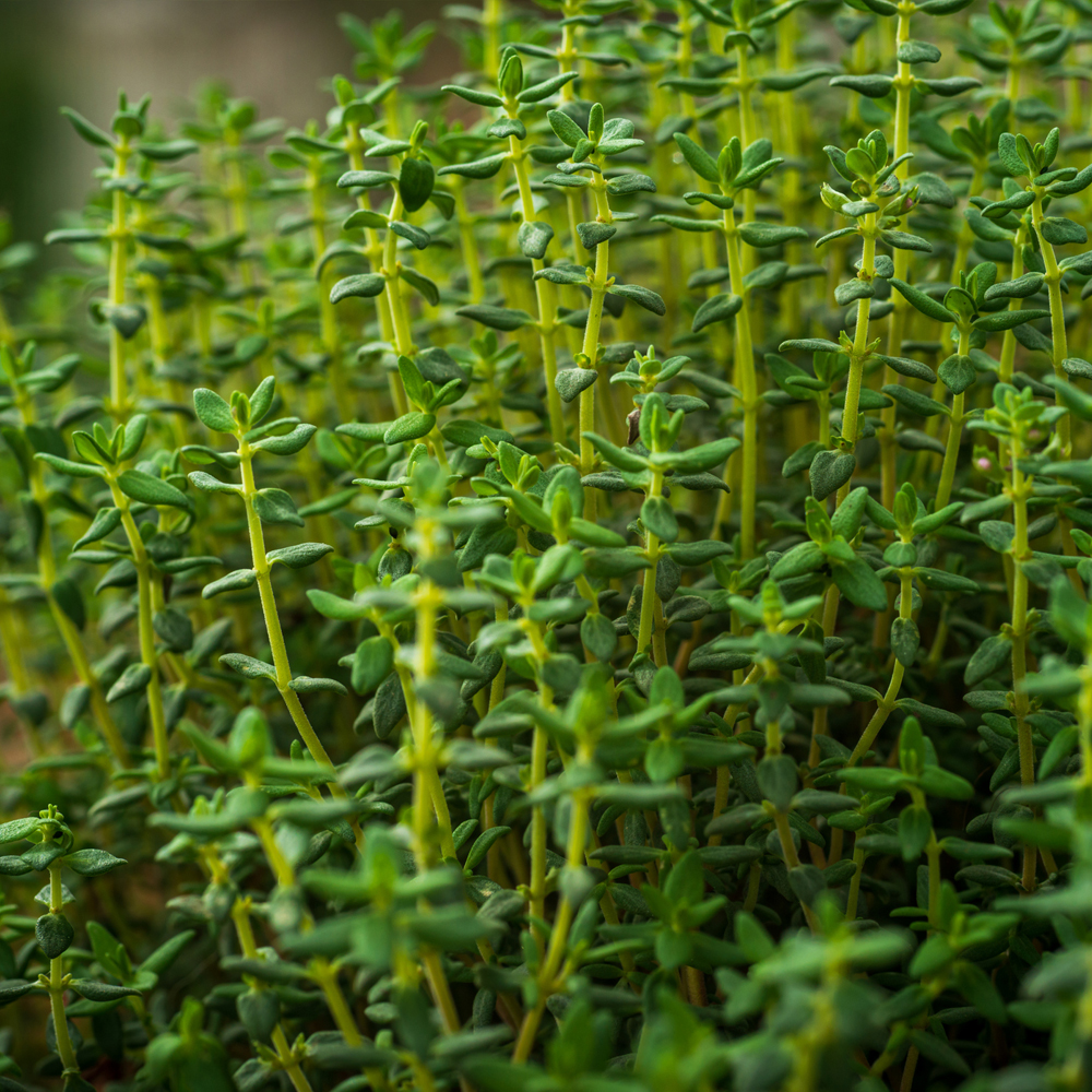 Thyme – French