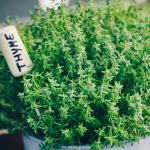 Thyme - Winter (80-100 Seeds)