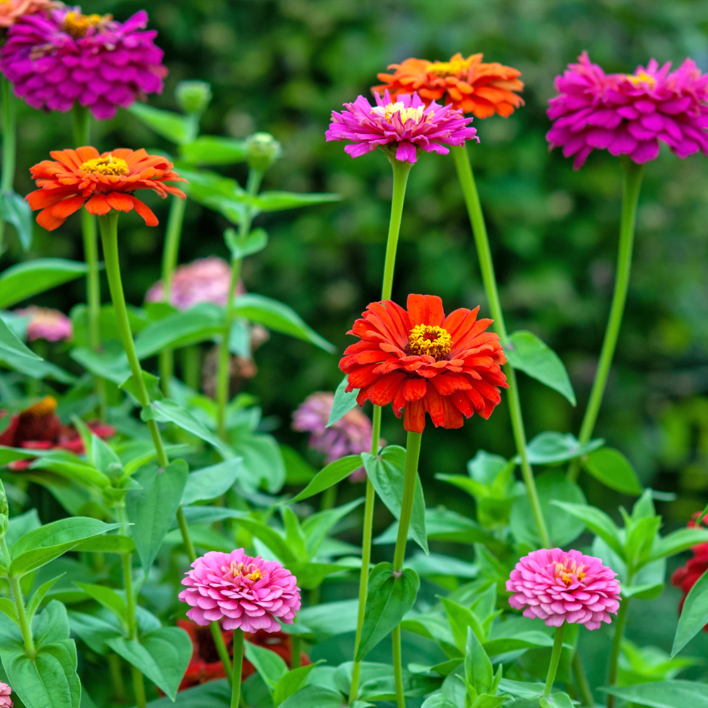 Zinnia – California Giant Mix