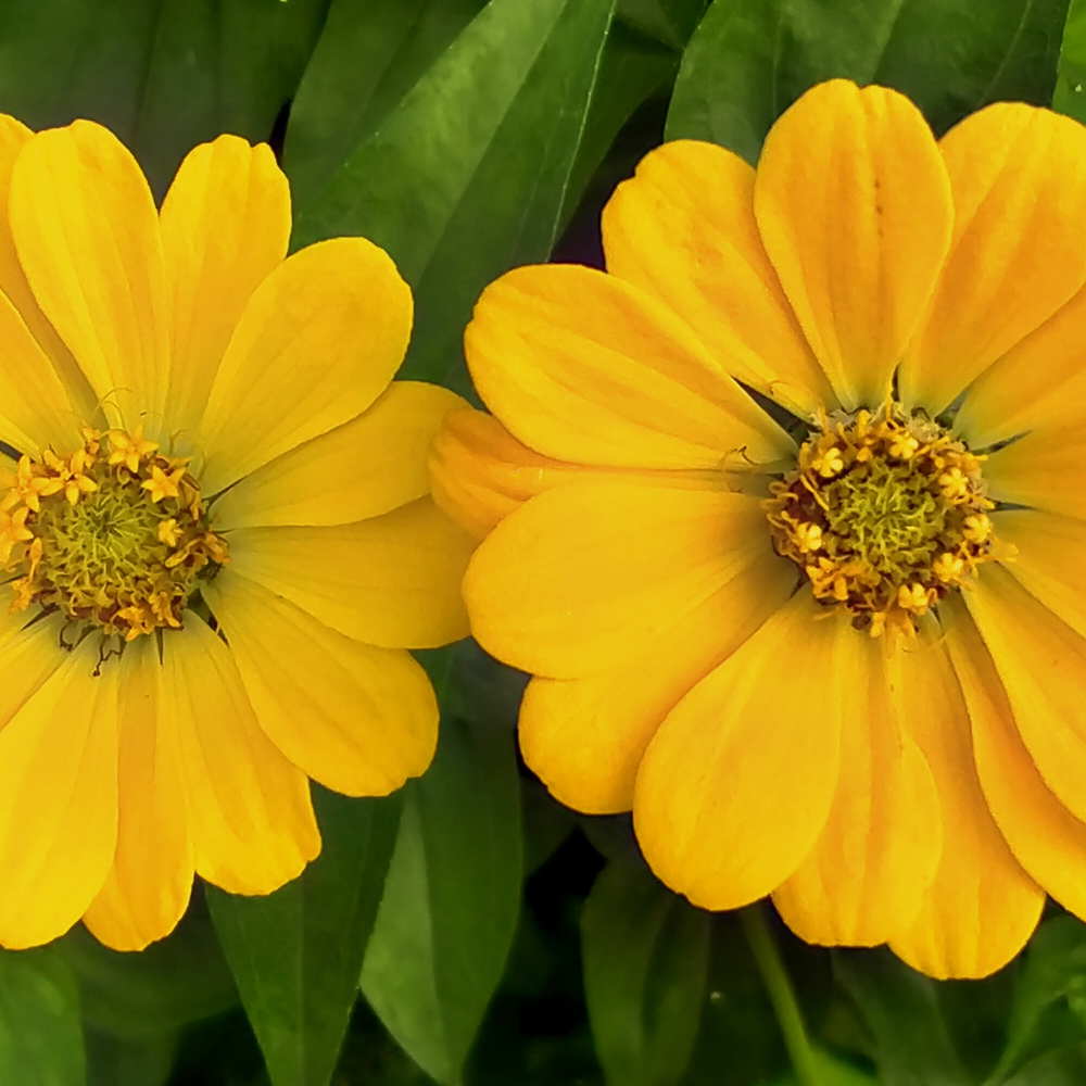 Zinnia – Canary Bird