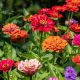 Zinnia - Dahlia Flowered Mixture (30-40 Seeds)