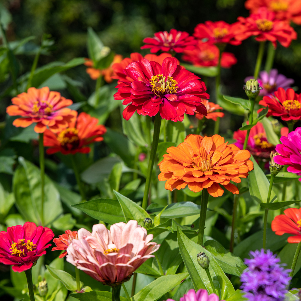 Zinnia – Dahlia Flowered Mixture