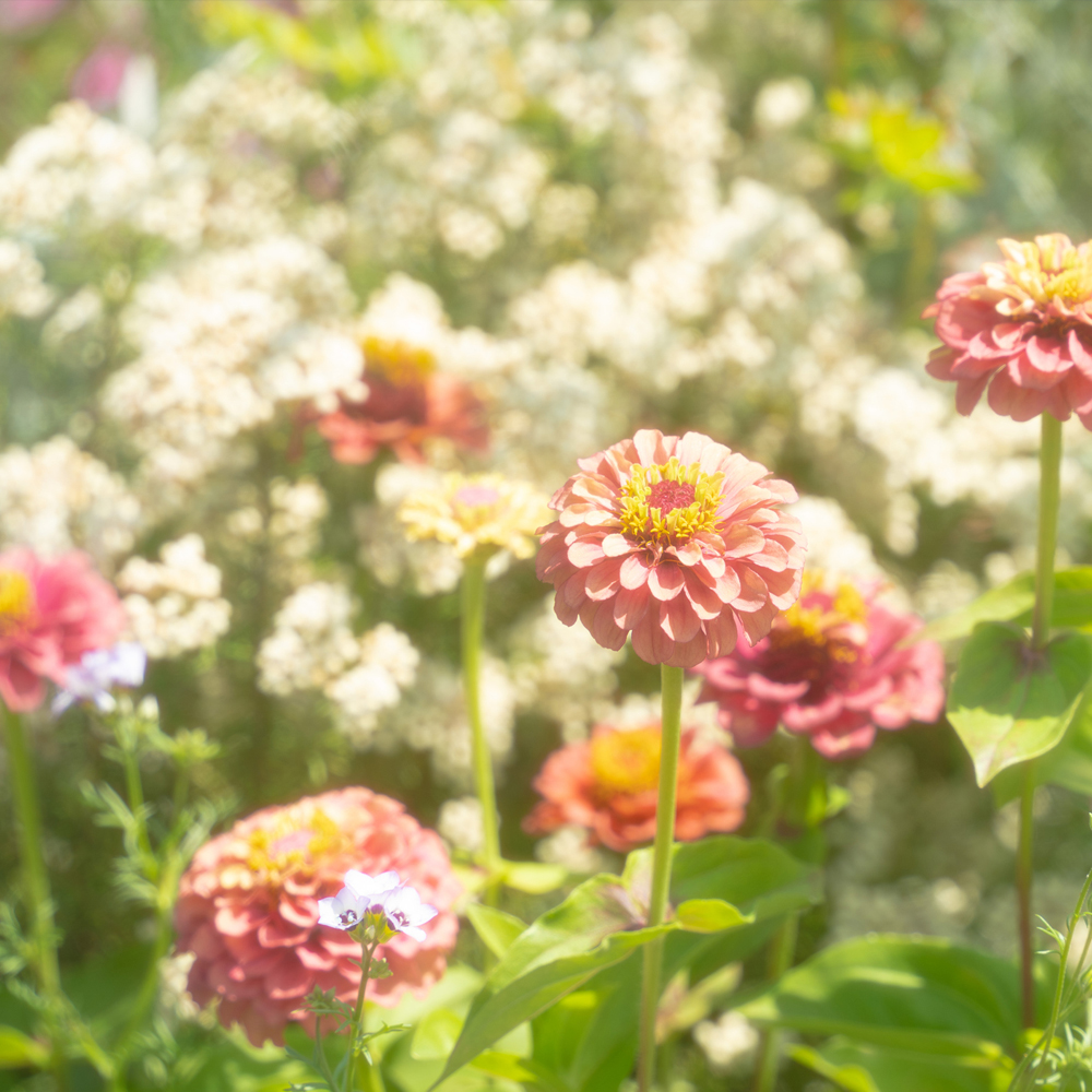 Zinnia – Dreamland Mixture