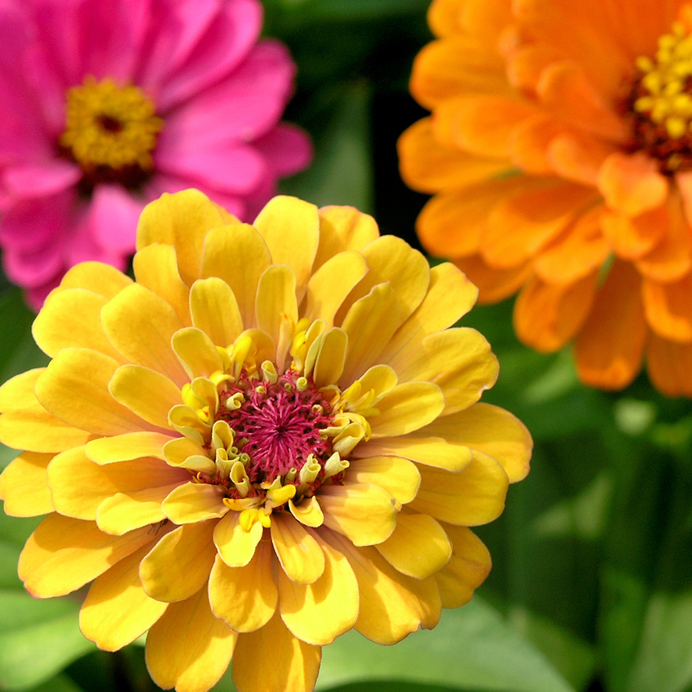 Zinnia – Lilliput Mixture