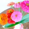 Zinnia - Lilliput Mixture (30-40 Seeds)