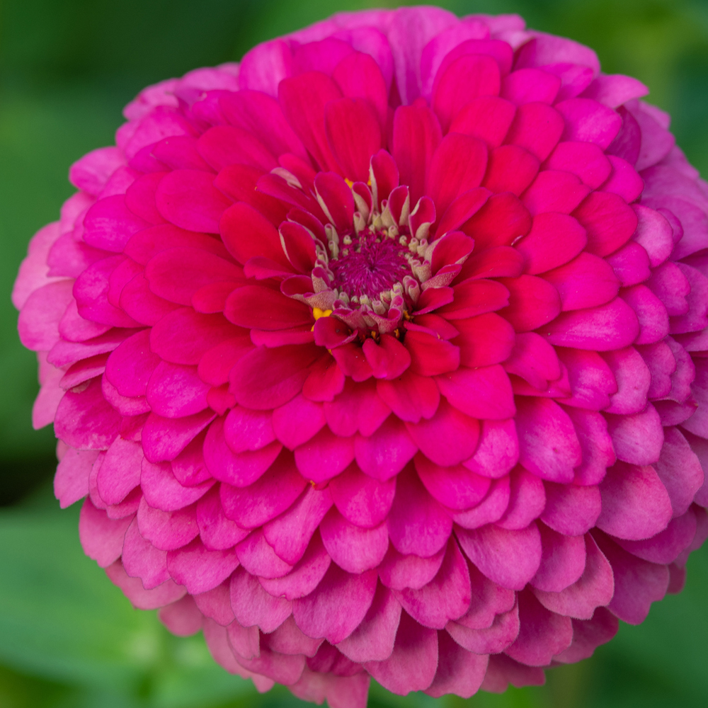 Zinnia – Magellan Series