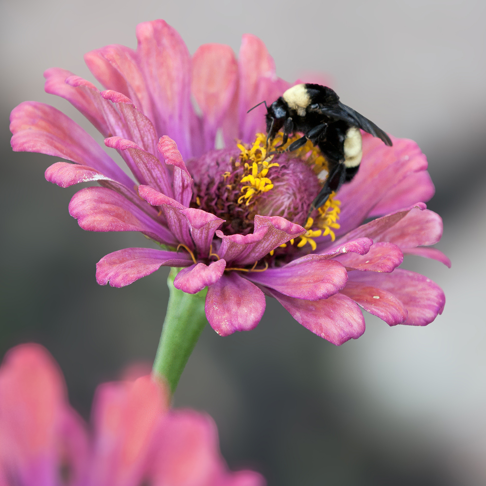 Zinnia – Pollinator Flower Mix