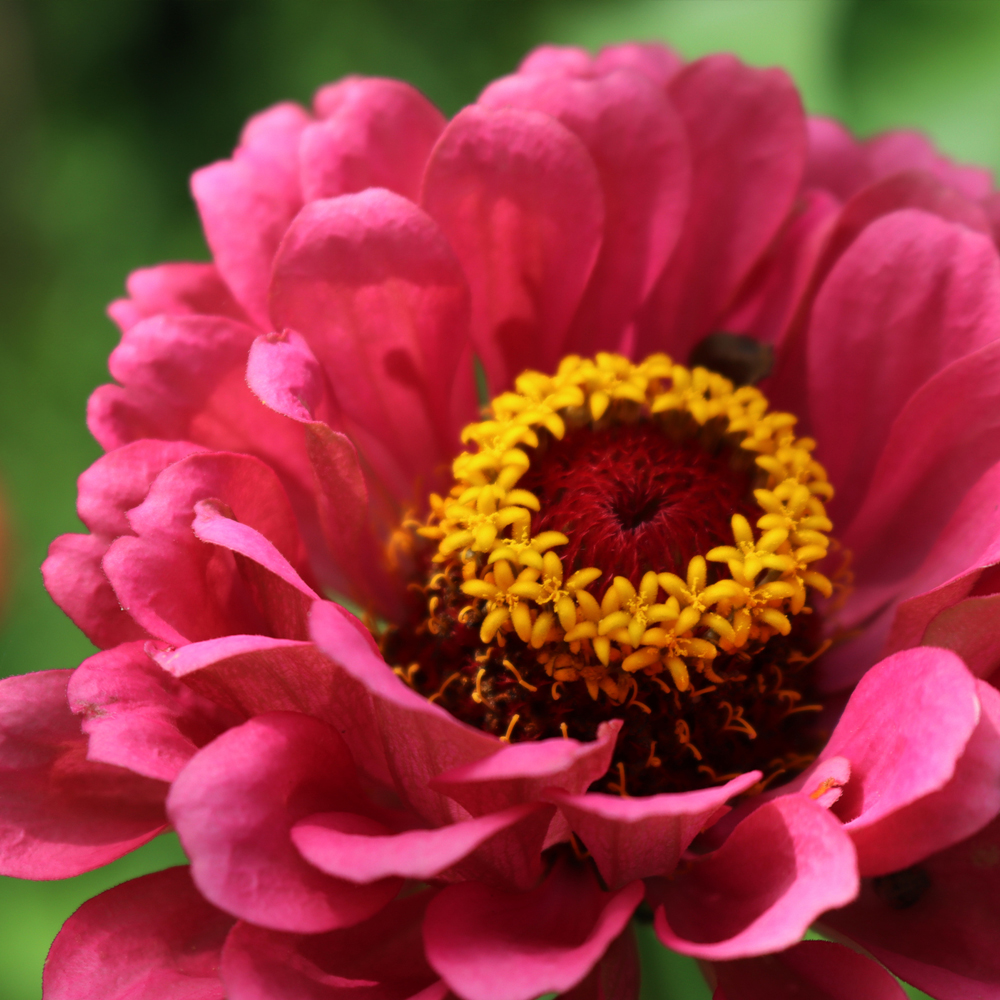 Zinnia – Profusion Series