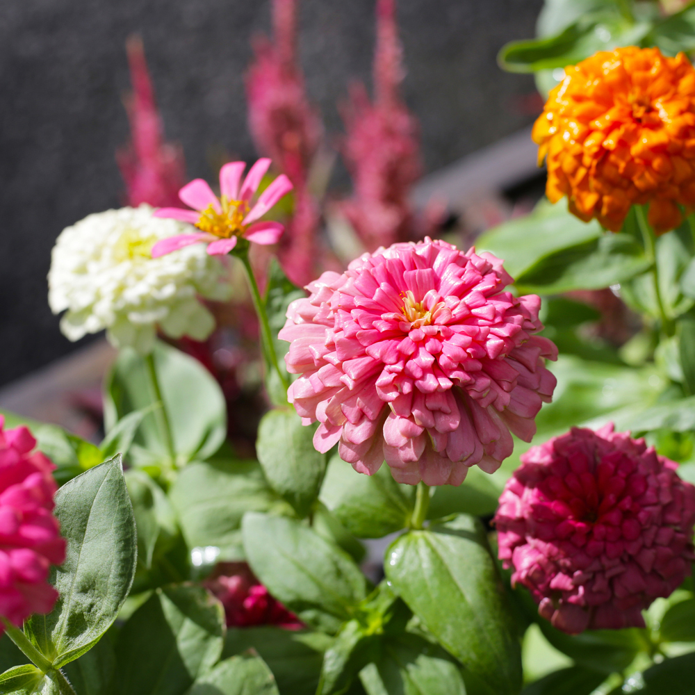 Zinnia – Pumila Pompon