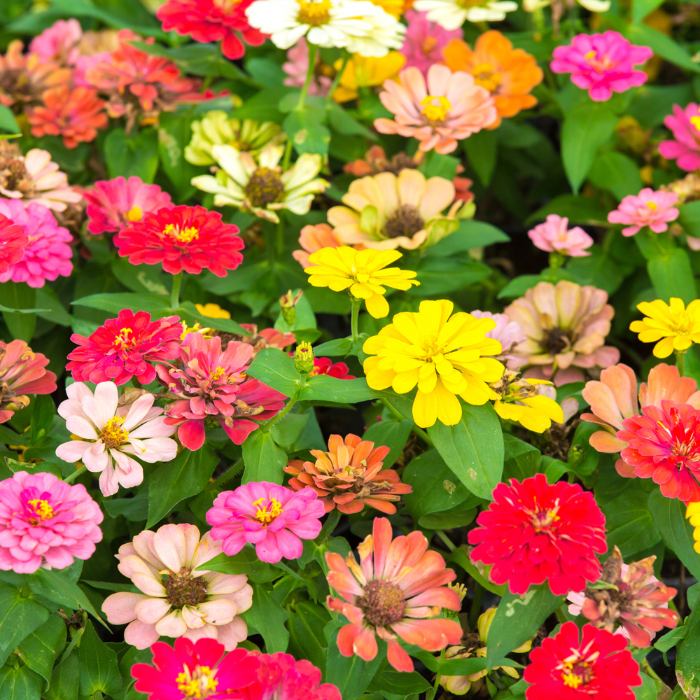 Zinnia – Thumbelina Mixture